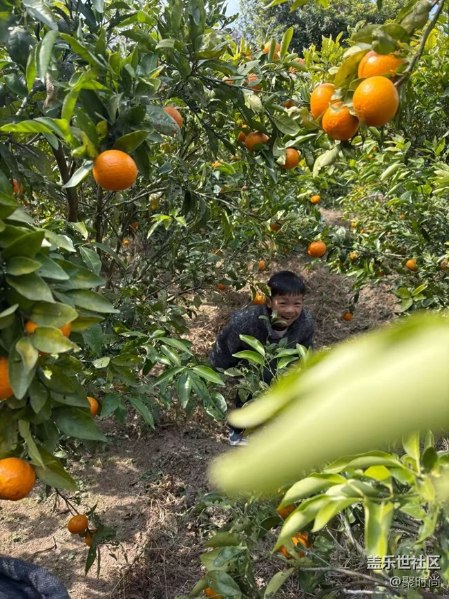 【春節(jié)趣事分享】采摘