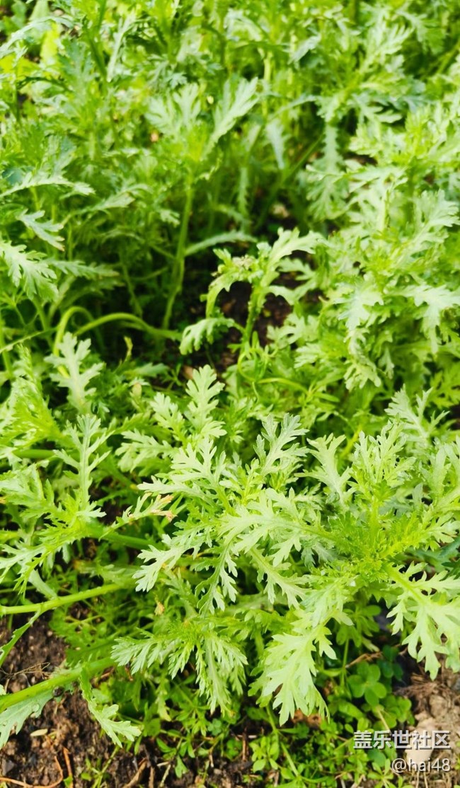 【春節(jié)趣事分享】菜園子