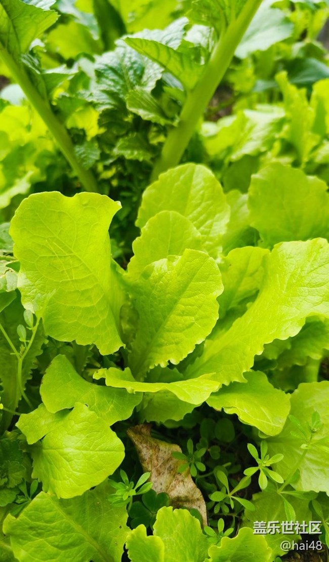 【春節(jié)趣事分享】菜園子