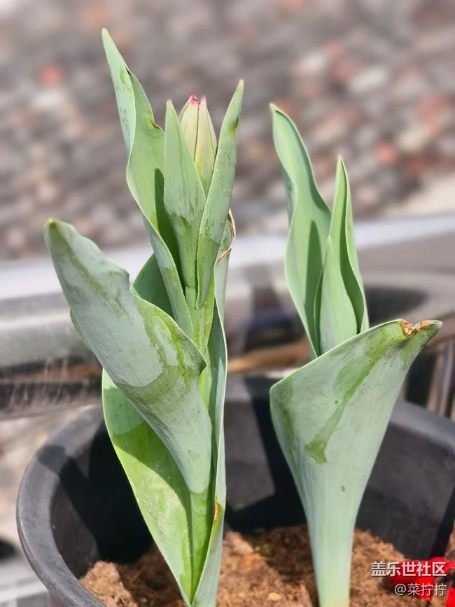 【春節(jié)趣事分享】開花