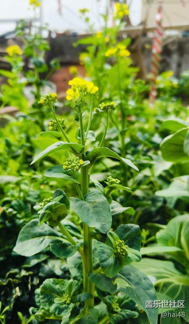 【春節(jié)趣事分享】菜園子