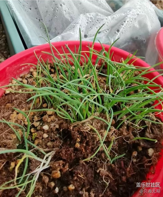 【春節(jié)趣事分享】種蔥