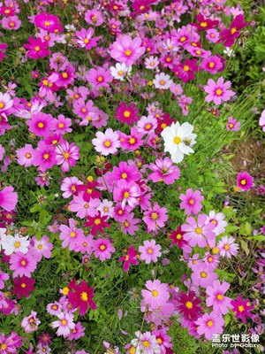 2026格桑朵梅，幸福，美好