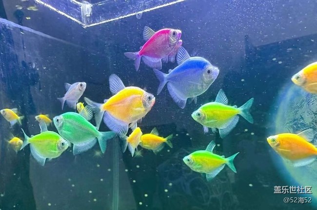 【春節(jié)趣事分享】小魚兒