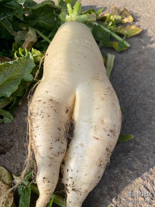 【春節(jié)趣事分享】山貨