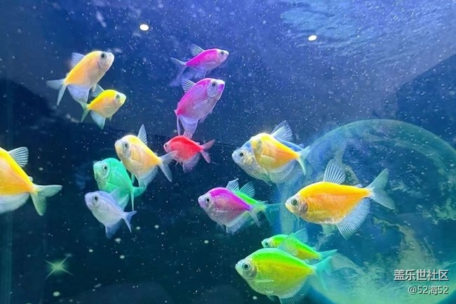 【春節(jié)趣事分享】小魚兒