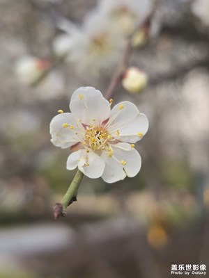 春天到了 靜悄悄 花鳥相知