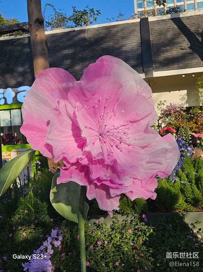 【春節(jié)趣事分享】大花花的花園