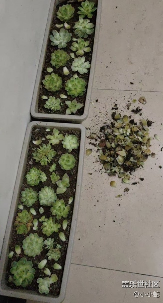 【春節(jié)趣事分享】種花