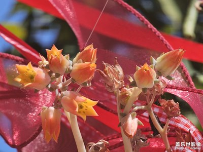 【光影賀新】新春花開