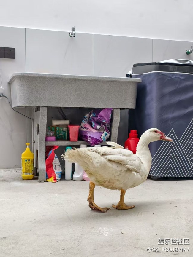 【春節(jié)趣事分享】鴨子進(jìn)門