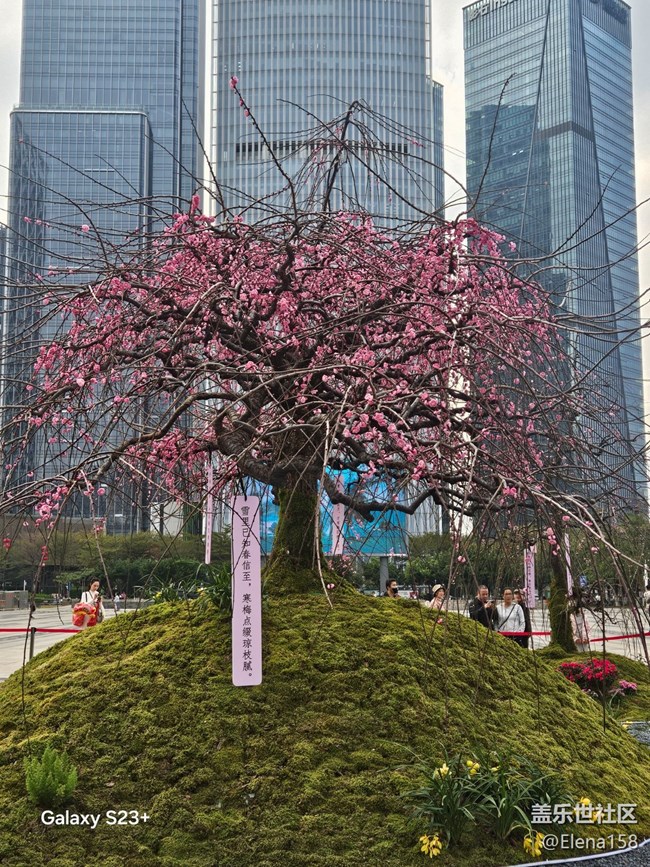 【春節(jié)趣事分享】百花齊放迎新年