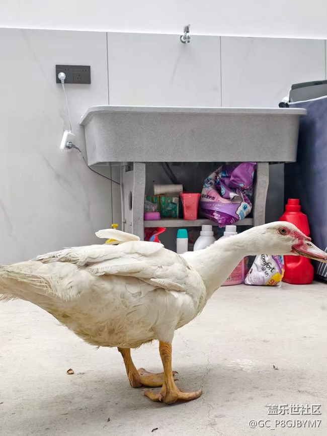 【春節(jié)趣事分享】鴨子進(jìn)門