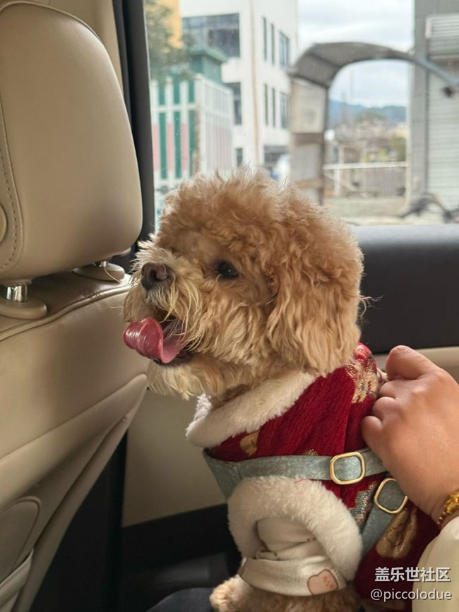 【春節(jié)趣事分享】悠閑的一天