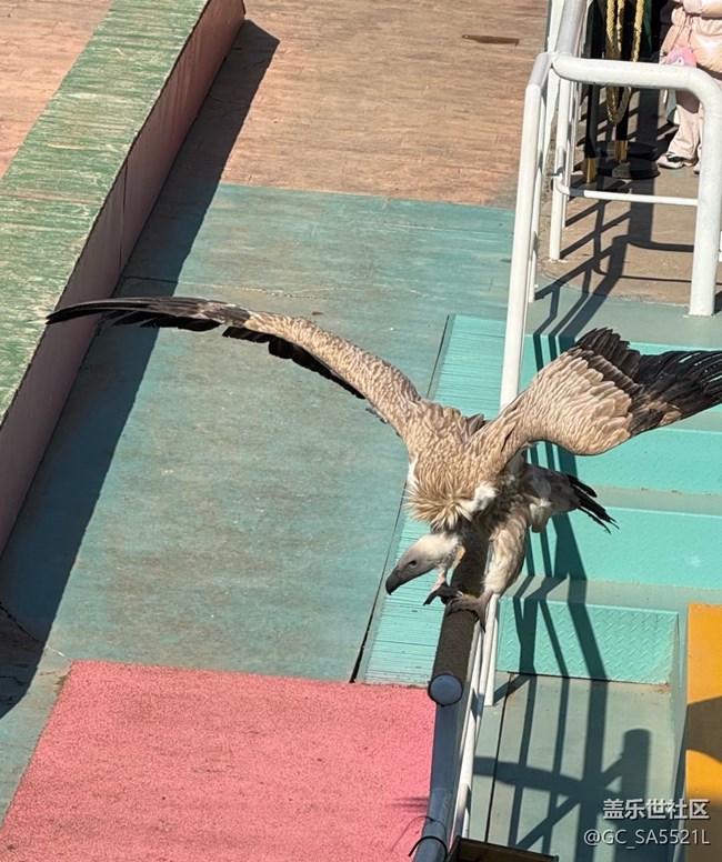 【春節(jié)去哪兒】動(dòng)物園