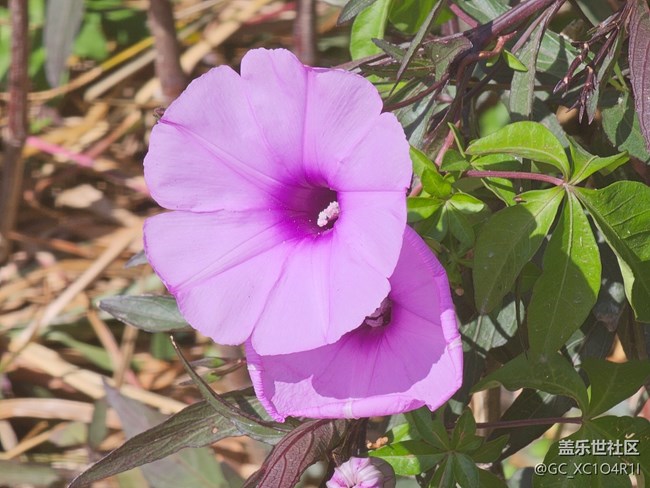 【春節(jié)去哪兒】好天氣好風(fēng)光