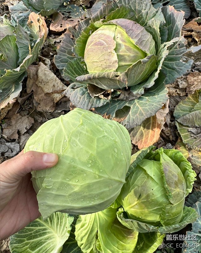 【春節(jié)趣事分享】摘菜