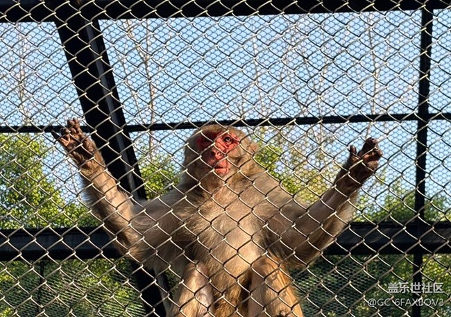 【春節(jié)趣事分享】逛動(dòng)物園