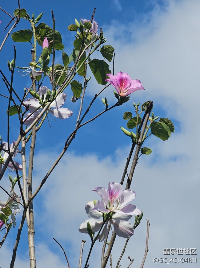 【春節(jié)趣事分享】賞花