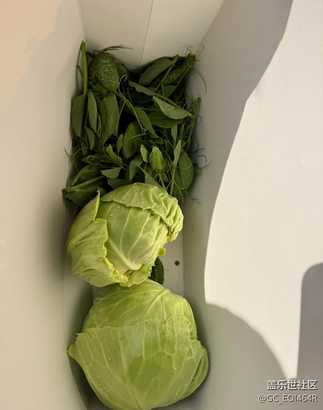 【春節(jié)趣事分享】摘菜