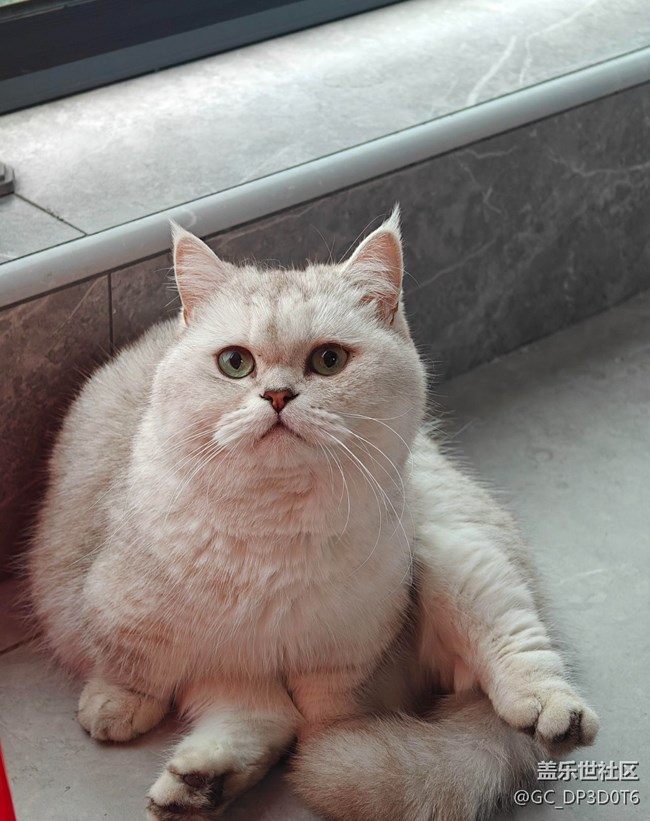 【春節(jié)趣事分享】擼貓