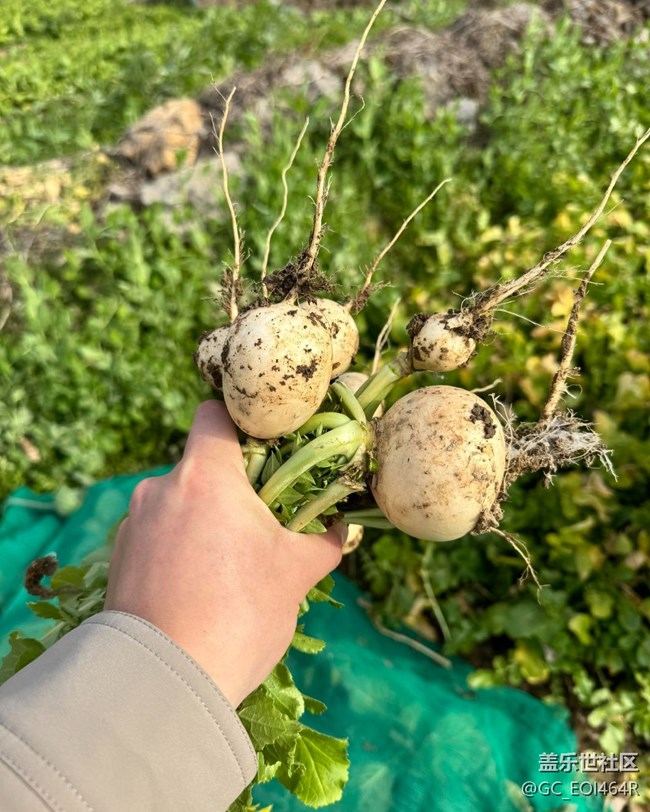 【春節(jié)趣事分享】摘菜