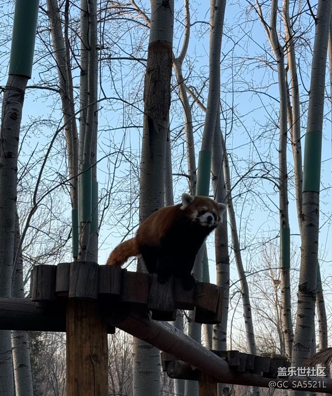 【春節(jié)去哪兒】動(dòng)物園