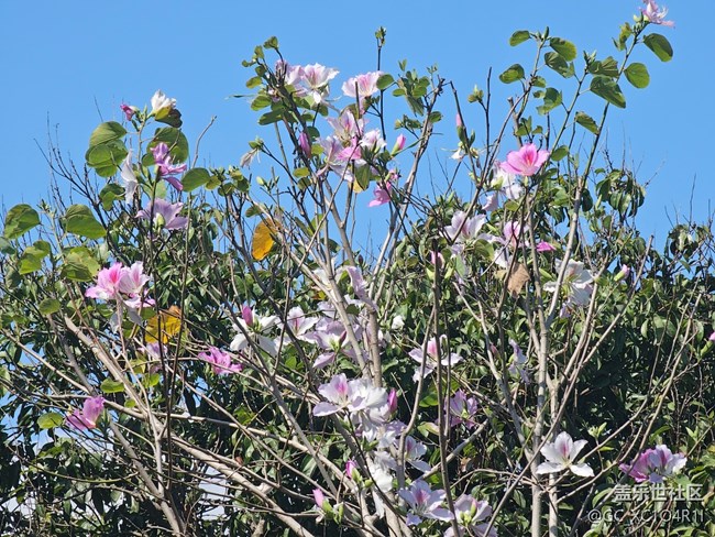 【春節(jié)趣事分享】賞花