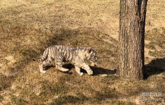 【春節(jié)去哪兒】動(dòng)物園