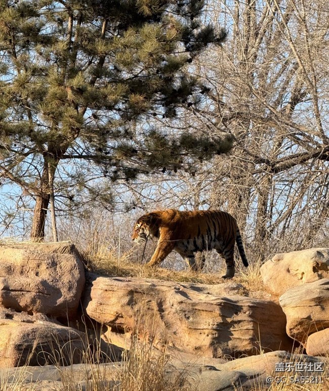 【春節(jié)去哪兒】動(dòng)物園