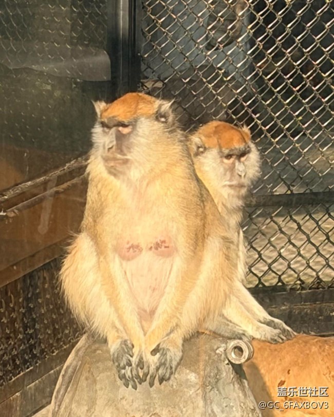 【春節(jié)趣事分享】逛動(dòng)物園