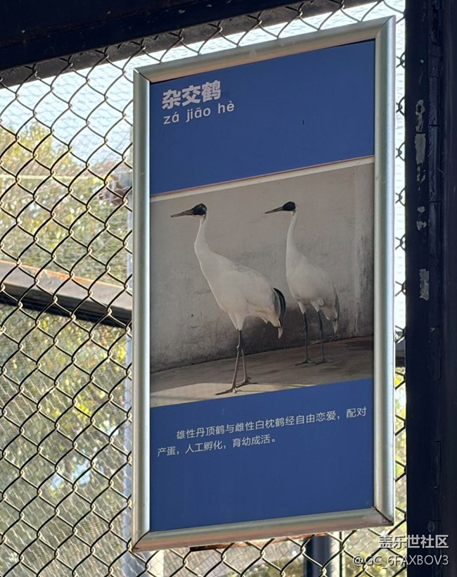 【春節(jié)趣事分享】逛動(dòng)物園