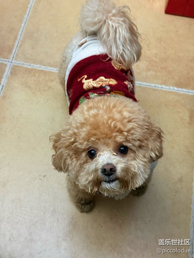 【春節(jié)趣事分享】悠閑的一天