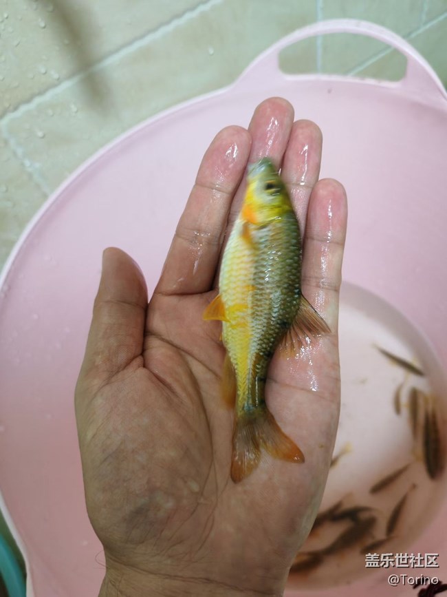 【春節(jié)趣事分享】釣魚