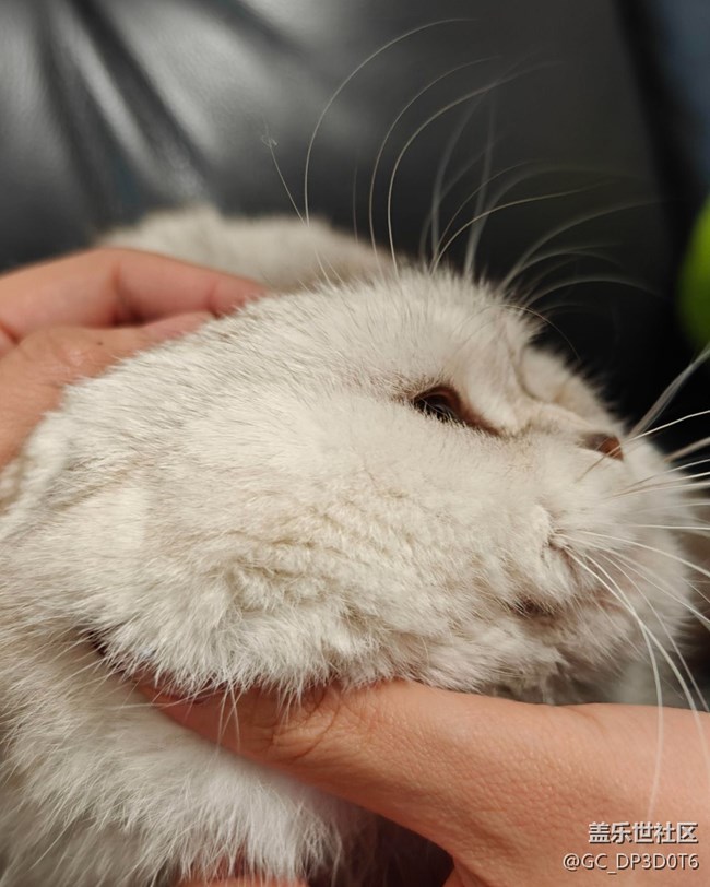 【春節(jié)趣事分享】擼貓