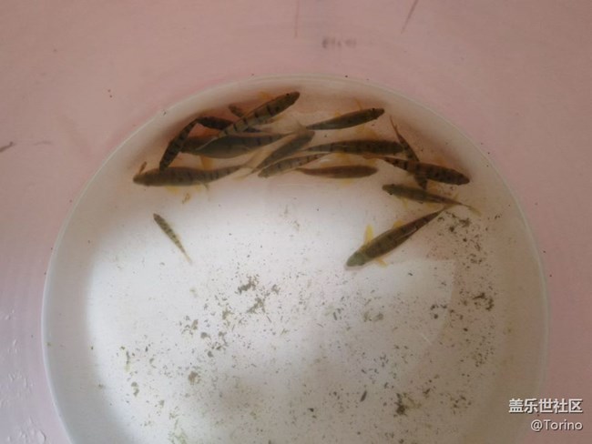 【春節(jié)趣事分享】釣魚