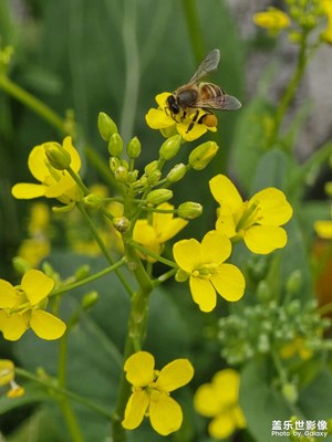 年初三的小蜜蜂