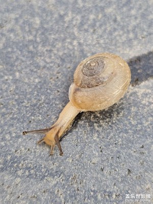 蝸牛都有自己的人生軌跡