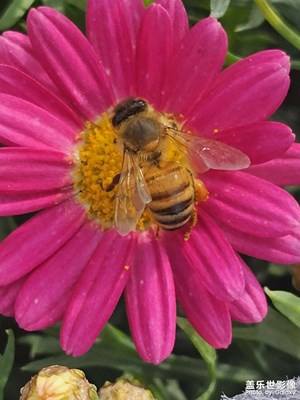 【行攝正月里】花市