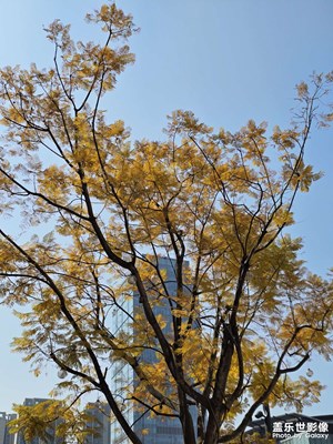 【行攝正月里】+萬象城