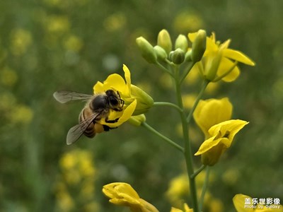 【行攝正月里】+賞花