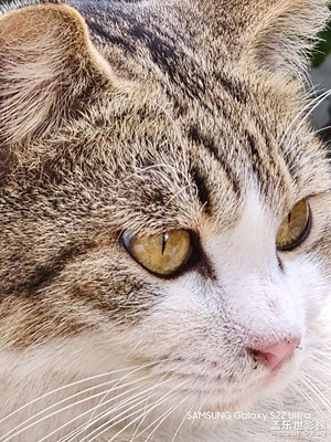 不怕人的貓家伙