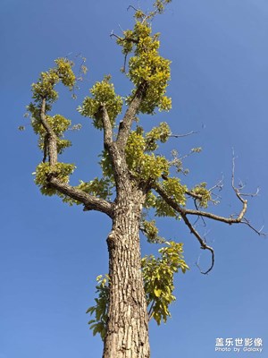 見證兩億像素的恐怖