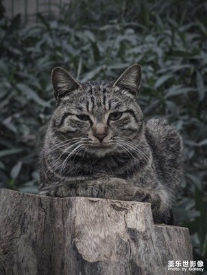 夜幕下有一只冷笑的生物