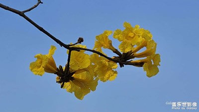 春暖花盛艷之三