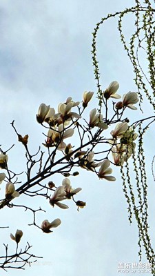 春天的花悄然而至