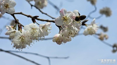 春暖花盛艷之二