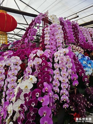【行攝正月里】+賞花