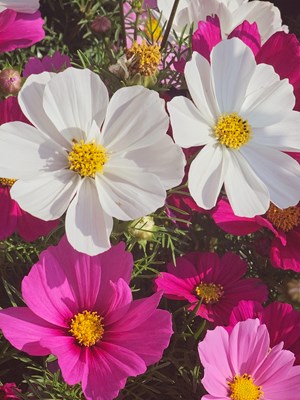 【行攝正月里】路邊的花