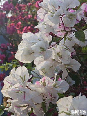 【行攝正月里】好日子